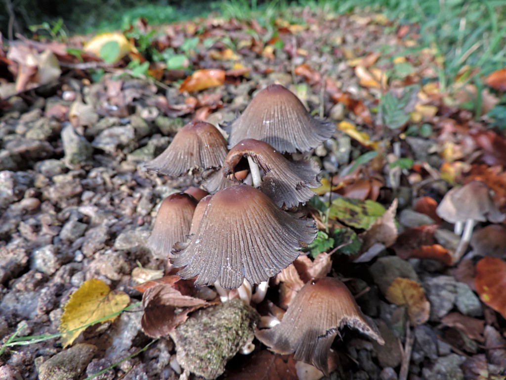 Gewone glimmerinktzwam [11592] 19-okt-2014 (Bentheimerwald, Bad Bentheim).jpg - Gewone Glimmerinktzwam [Coprinus micaceus]